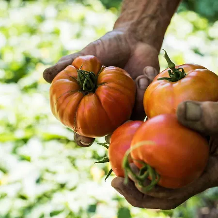 krevet i doručak Spacapanova Hisa Komen