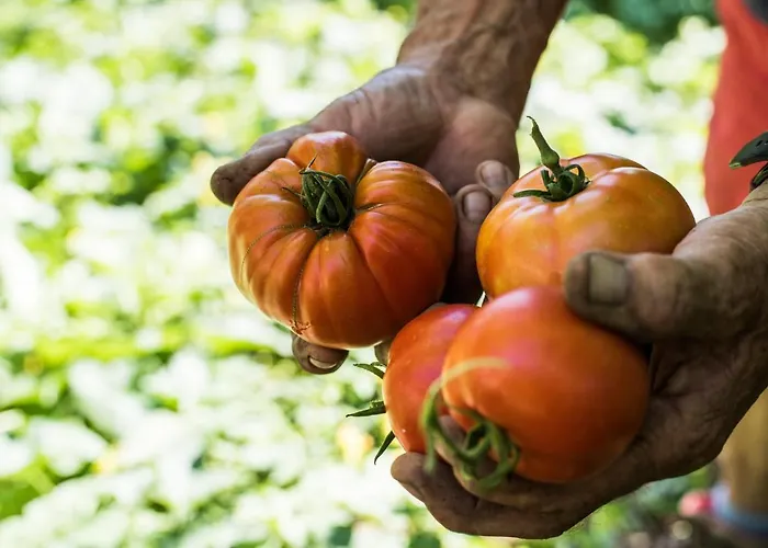 Bed & Breakfast Spacapanova Hisa Komen